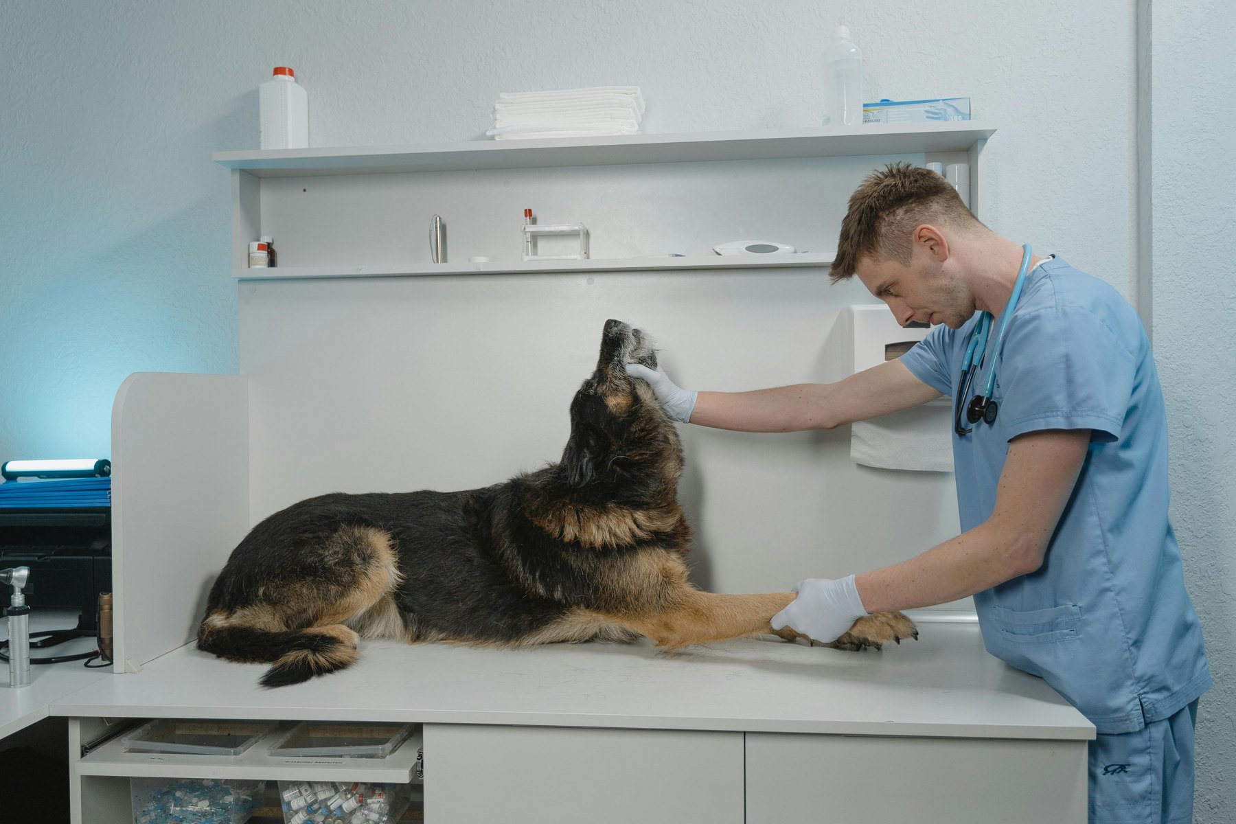 How to buy pet insurance visual guide How to buy pet insurance article image about insurance coverage and premium comparisons