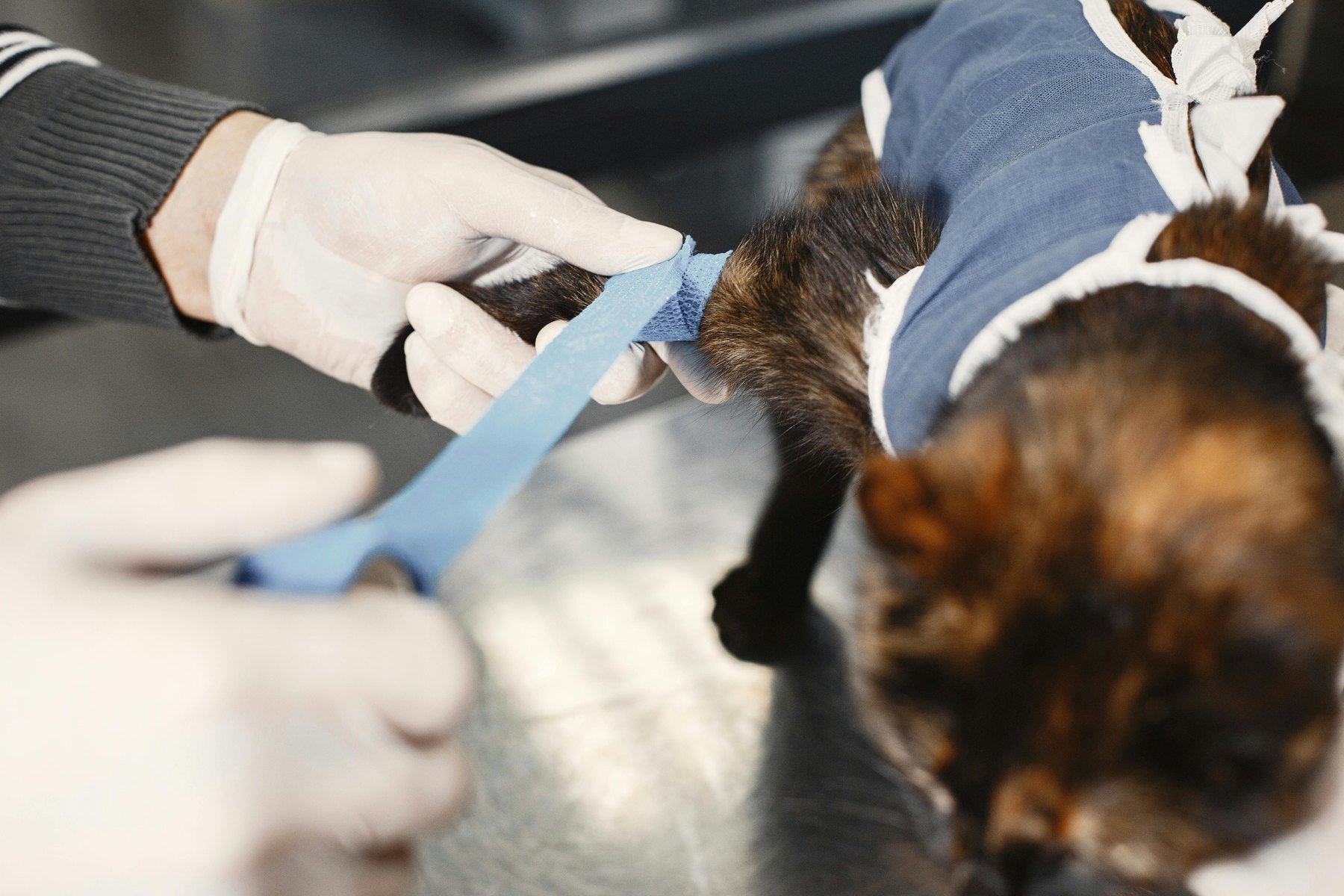 Pet cost $4,000 a year visual guide Pet cost $4,000 a year article image about everyday money decisions