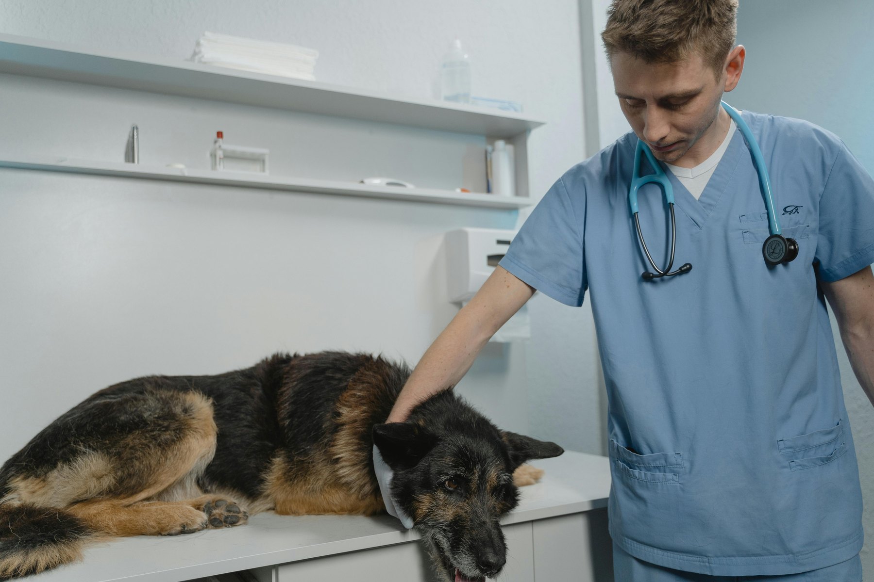 Pet insurance mistakes to avoid visual guide Pet insurance mistakes to avoid article image about insurance coverage and premium comparisons