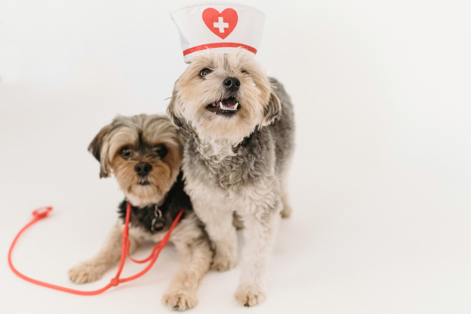 Pet insurance worth it visual guide Pet insurance worth it article image about insurance coverage and premium comparisons