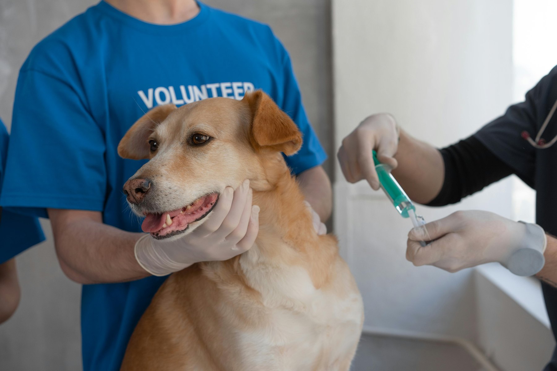 Pet wellness plans worth the money visual guide Pet wellness plans worth the money article image about everyday money decisions