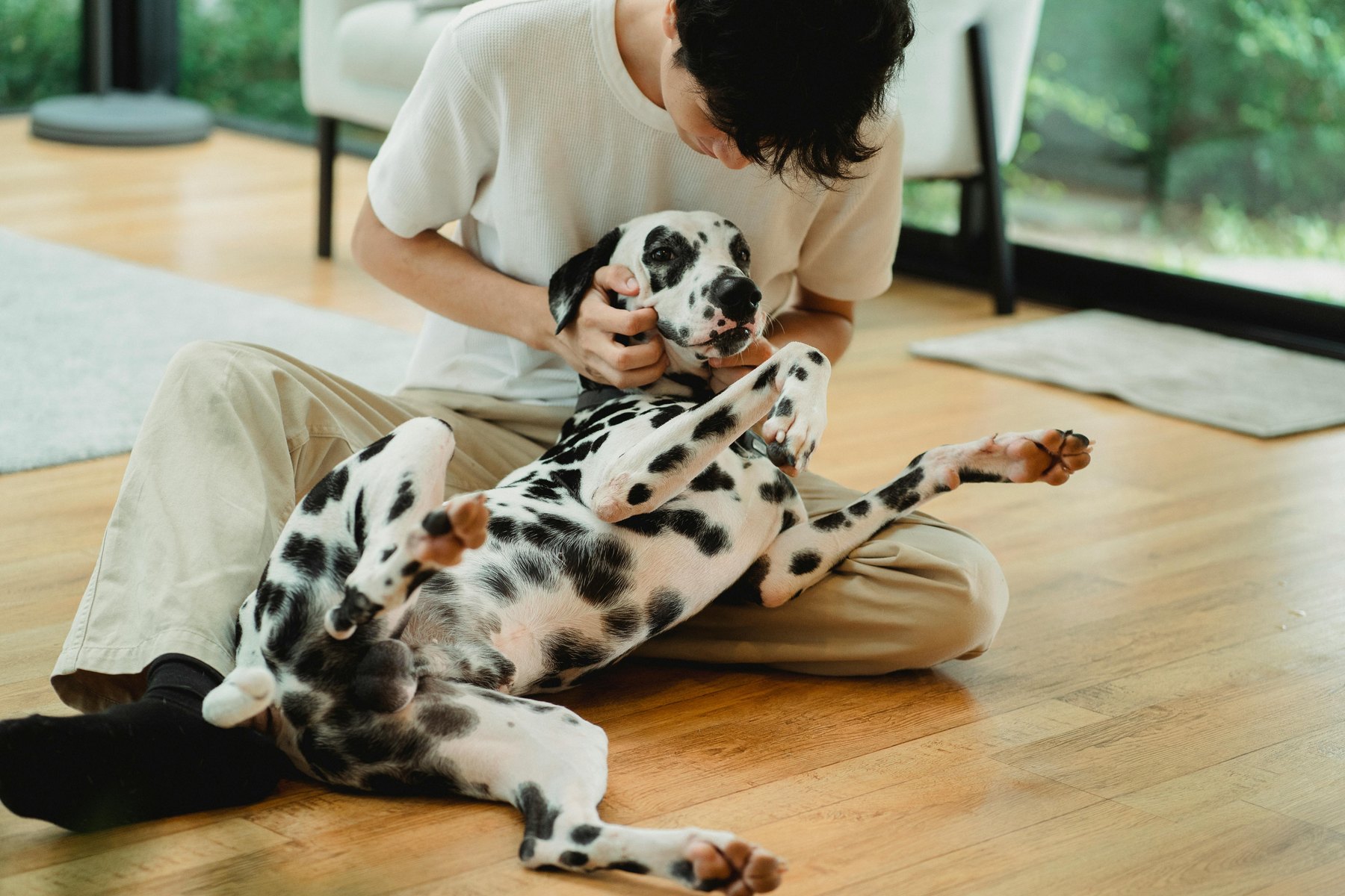 Pet insurance coverage visual guide Pet insurance coverage article image about insurance coverage and premium comparisons
