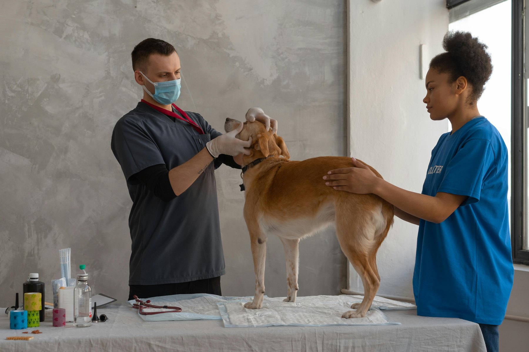 What pet insurance covers visual guide What pet insurance covers article image about insurance coverage and premium comparisons