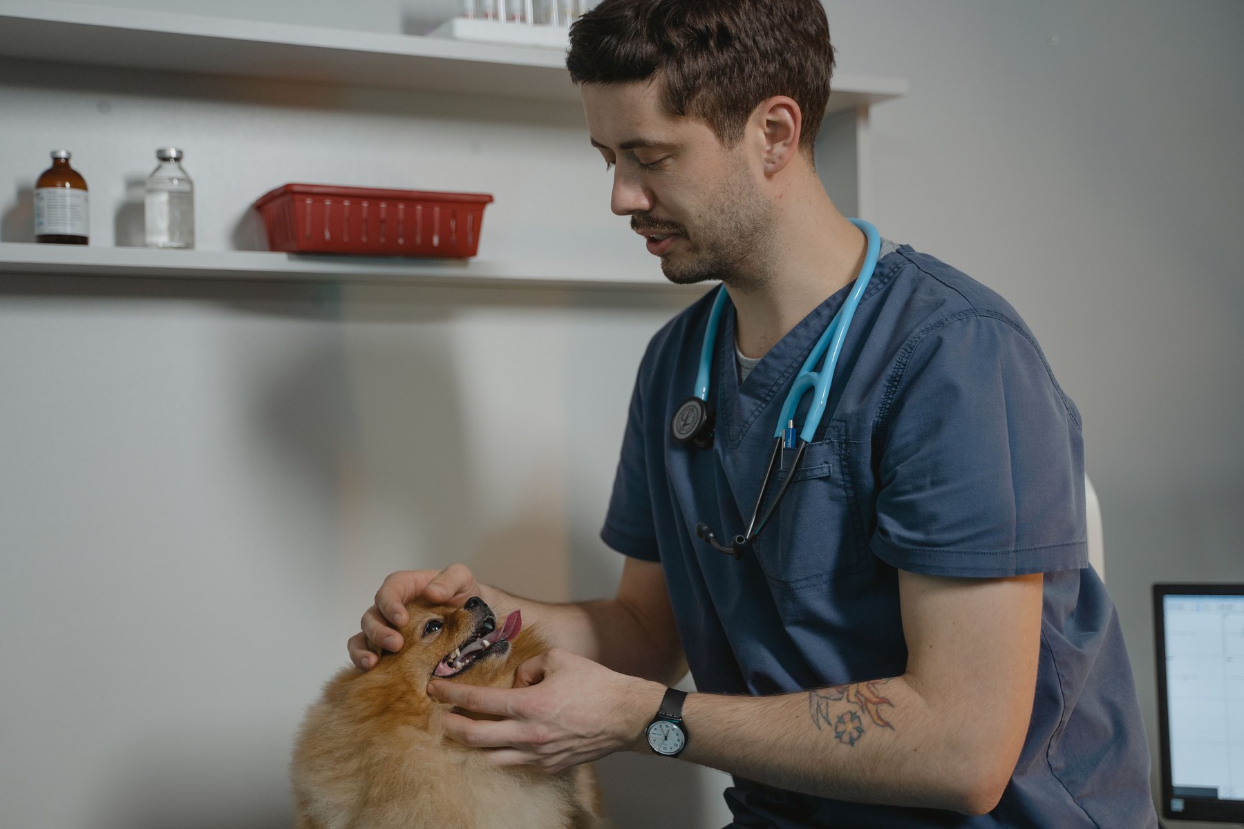 Does pet insurance cover spay and neuter visual guide Does pet insurance cover spay and neuter article image about insurance coverage and premium comparisons