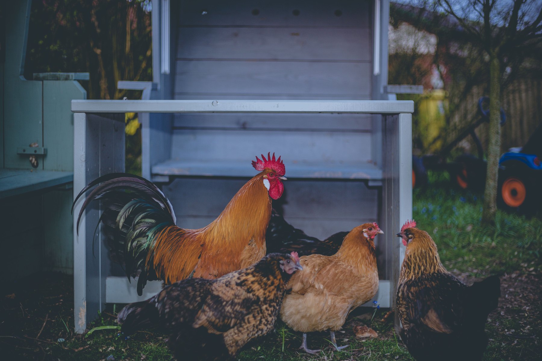 Mini farm animals costs visual guide Mini farm animals costs article image about everyday money decisions